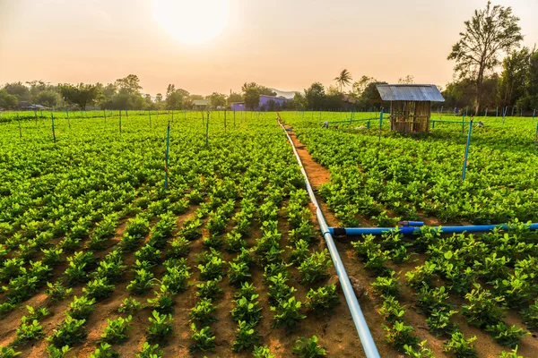 Peanut field, groundnut field on ground in vegetable garden.