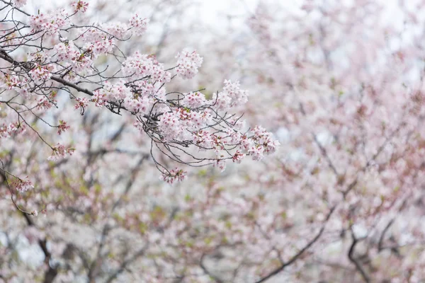Cherry Blossom nature background, Sakura season in Japan.