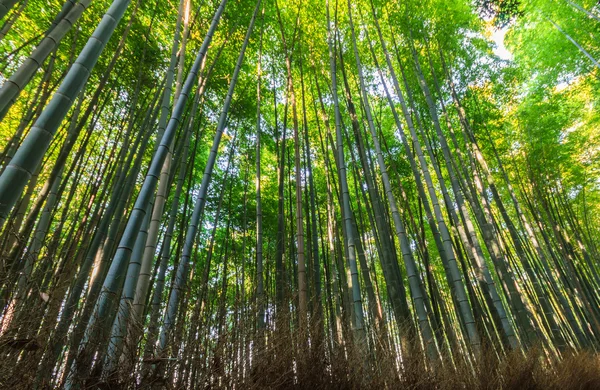 Bamboo Groves, bamboo forest at Arashiyama.