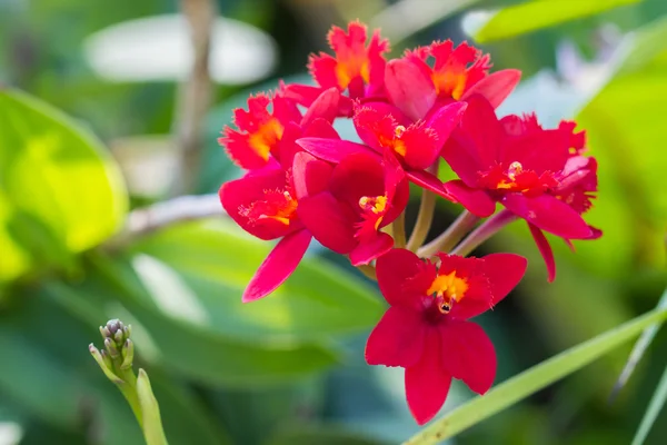 Epidendrum Orchid is a species of orchid are native to the tropi
