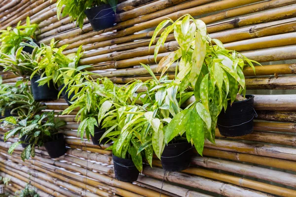 Hanging jardiniere garden concept with green plant