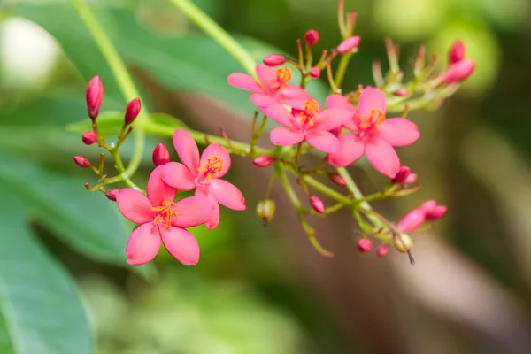 Egyptian Star Cluster flowers or Pentas Lanceolata in a garden.