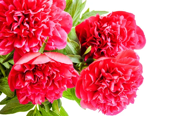 Red peonies on a white background. Selective focus