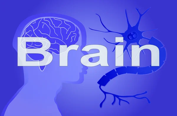 Brain vector