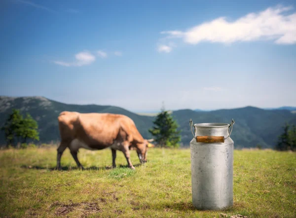 Old milk cans and cow