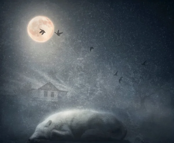 White arctic wolf sleeping under moon