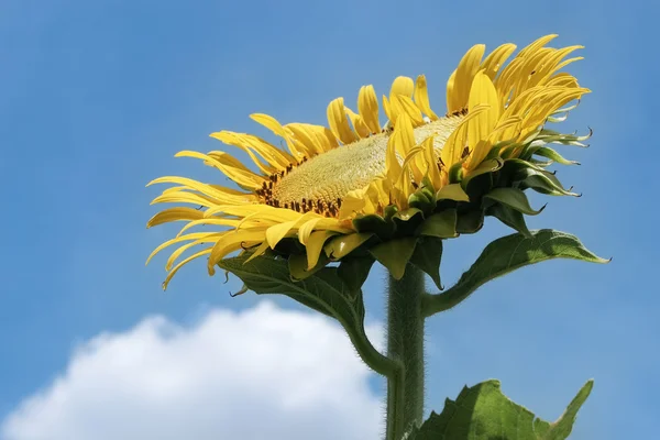 Close up of sunflower on blue sky background