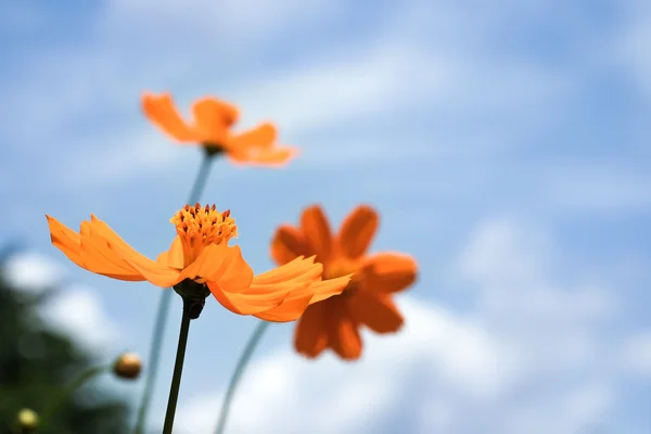 Cosmos flowers on blue sky with clouds background