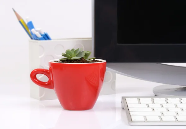 Small cactus in red ceramic cup on office desk.