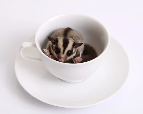 Flying squirrel or Sugarglider in a ceramic cup of coffee.