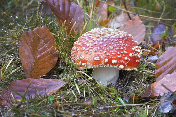 Red mushroom in the wood