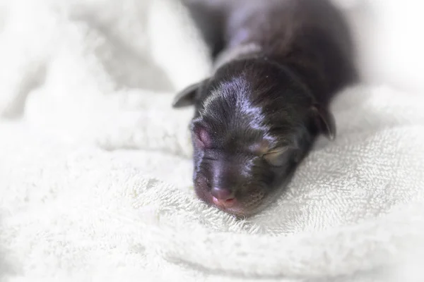 Newborn puppy dog sleeping black labrador retriever age one day on blanket