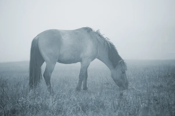 Horse feeding in fog