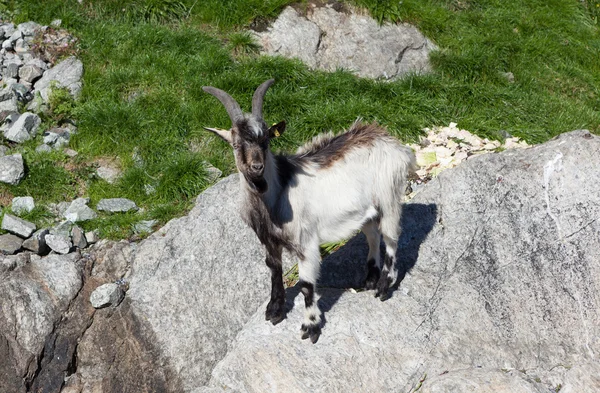 Goat on a rock. Lysefjord. Norway.