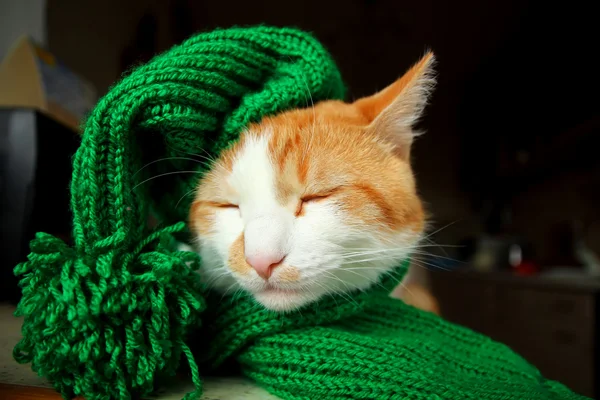 Sleeping cat in a green hat and a scarf with pompons