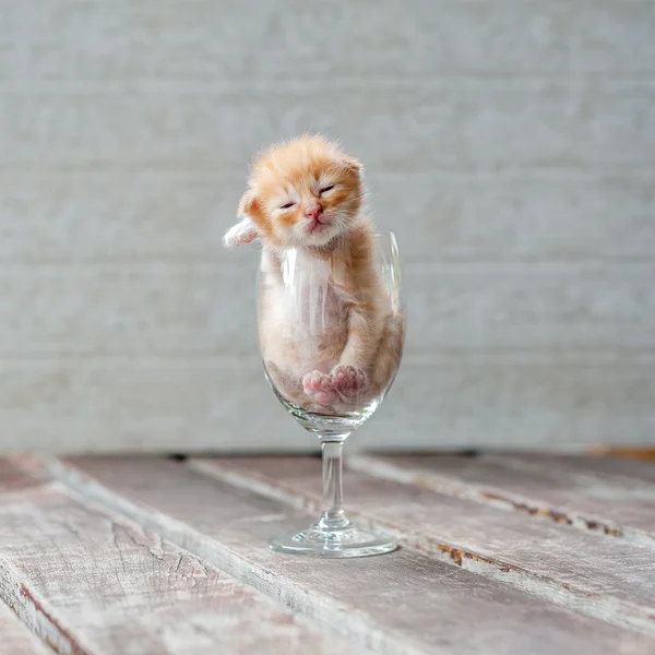 Cute Kitten in Wine Glass with textured background