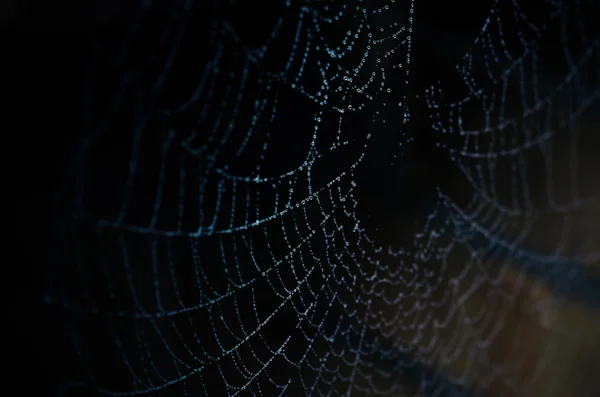 Beautiful wet spider web with water drops on a dark background