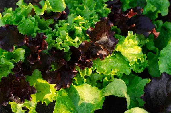 The bed of salad leaves are green and red top view, a beautiful fresh salad leaves