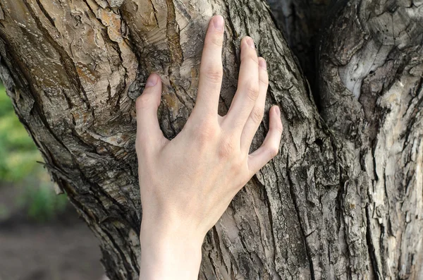 A man\'s hand touches the bark of a tree in nature