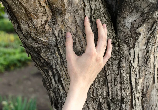 A man\'s hand touches the bark of a tree in nature