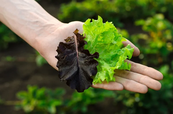 Gardening topic: Human hand holding green lettuce leaves and red