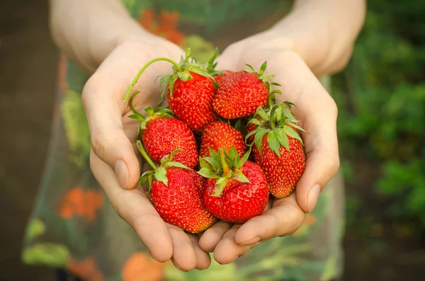 Summer berries topic: man holding hands with ripe red garden strawberry on a green background