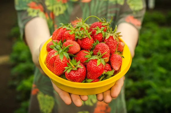 Summer berries topic: man holds a plate with a ripe red strawberry garden on a green background