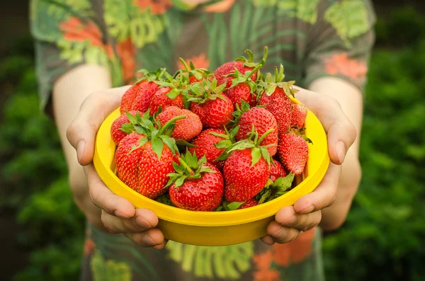 Summer berries topic: man holds a plate with a ripe red strawberry garden on a green background