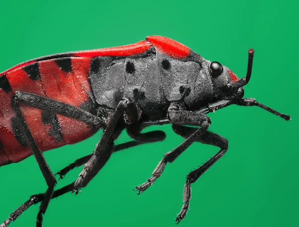Extreme magnification and super macro topic: Red soldier bug on a green background in the studio