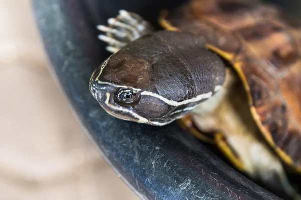 Closeup head of a turtle in the plastic basin