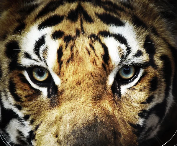 Eyes of aggressive tiger