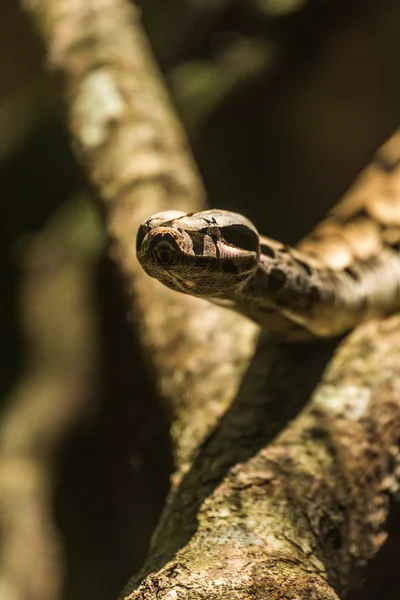 Boa constrictor raising head on sunny branch