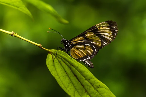 Philaethria wernickei perched on long green leaf