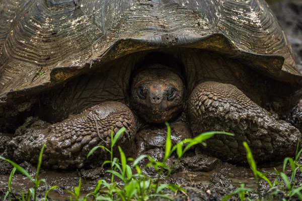Galapagos giant tortoise with head in shell