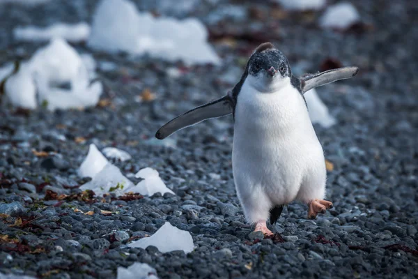 Funny adelie penguin chick running on stones