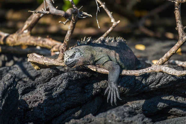 Marine iguana dangling leg over dead branch
