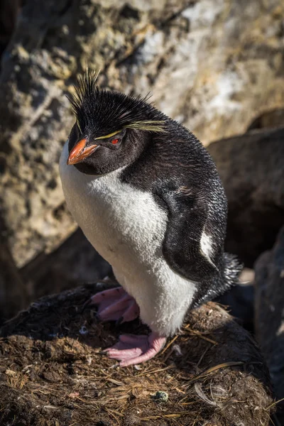 Rockhopper penguin looking at camera from nest