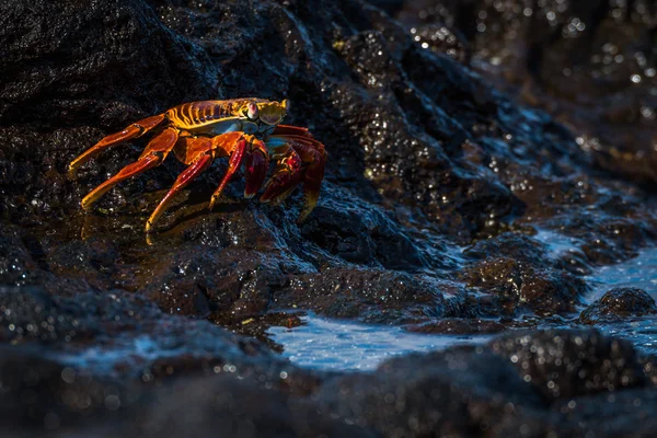 Sally Lightfoot crab beside black rock pool