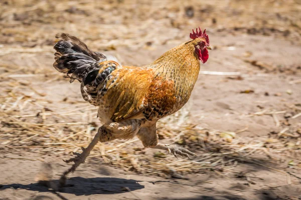 Cockerel with golden feathers running on sand