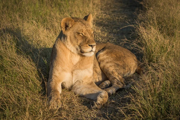 Lion lies with eyes closed at sunset