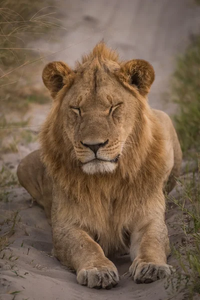 Male lion on track with eyes closed