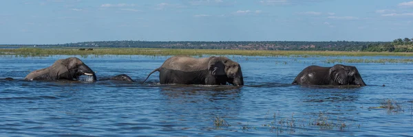 Panorama of elephants crossing river in line