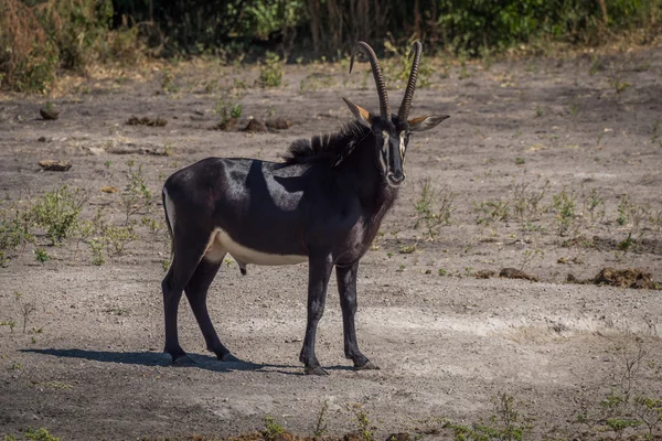 Sable antelope on bare earth facing camera