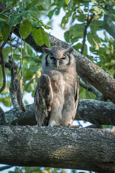 Spotted eagle owl in tree facing camera