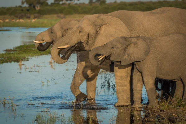 Three elephants in line drinking from river