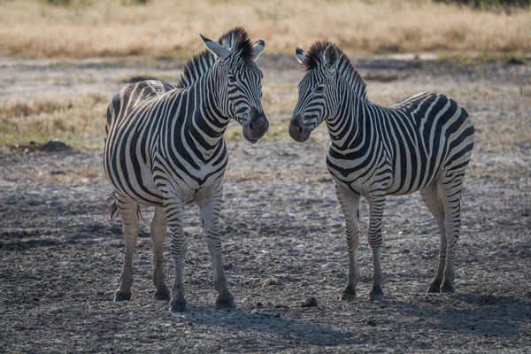 Two zebra nose to nose on savannah