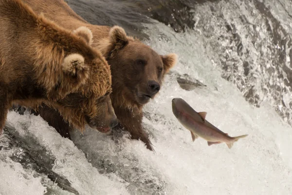 Salmon jumps towards two bears on waterfall