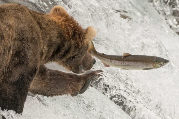 Close-up of bear reaching for leaping salmon