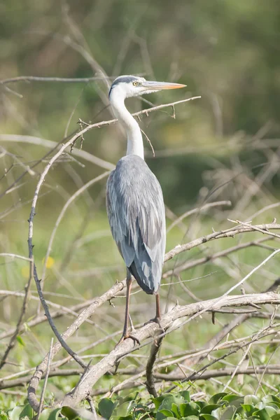 Grey heron from behind turns head right