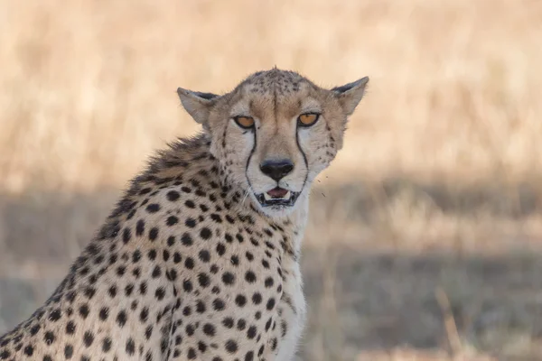 Close-up of head and shoulders of cheetah